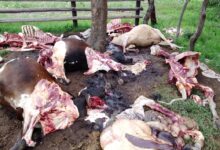 Photo of Lalapanzi Cattle Rustlers Nabbed