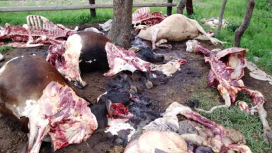 Photo of Midlands Police launch manhunt for gruesome cattle slaughterers