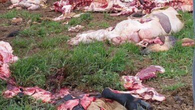 Photo of Stock theft cases soar in the Midlands Province